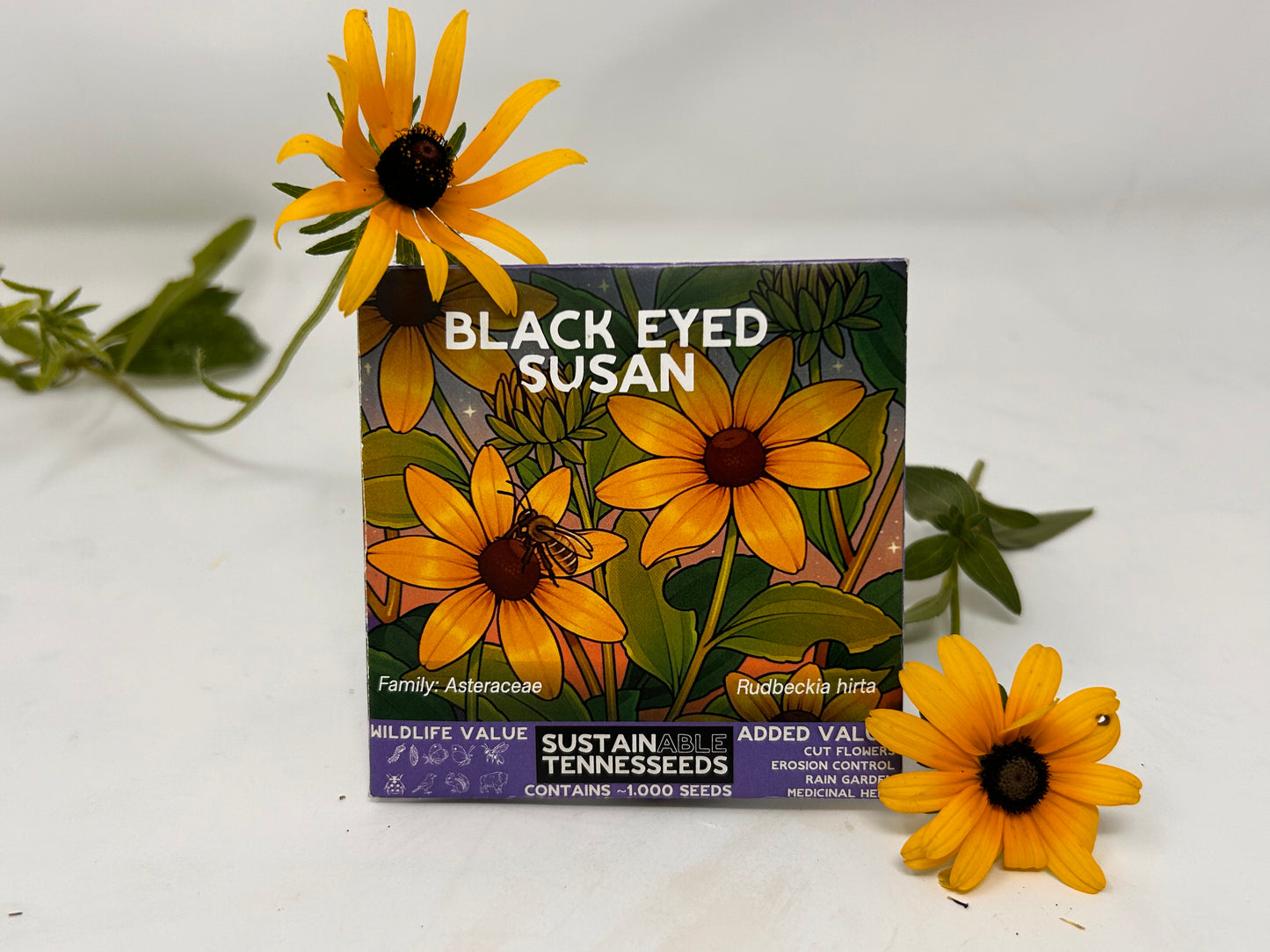 Black-Eyed Susan
