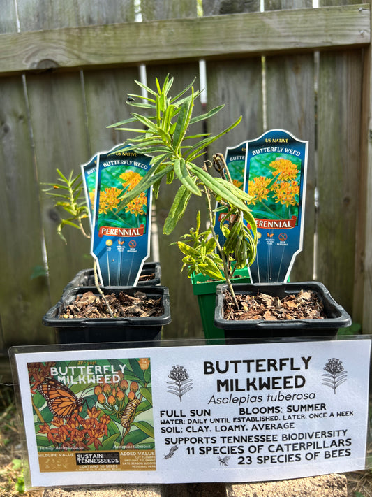 Butterfly Milkweed Plug