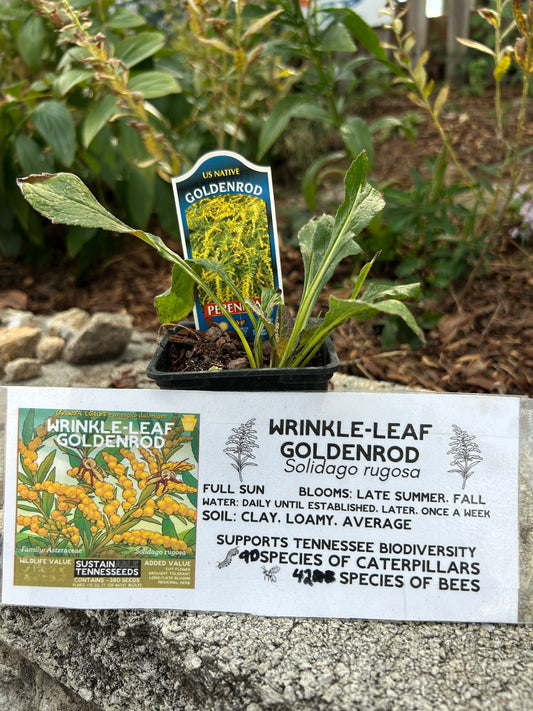 Wrinkle Leaf Goldenrod Plug