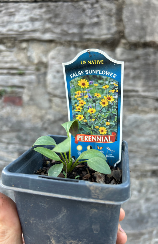 False Sunflower Plug