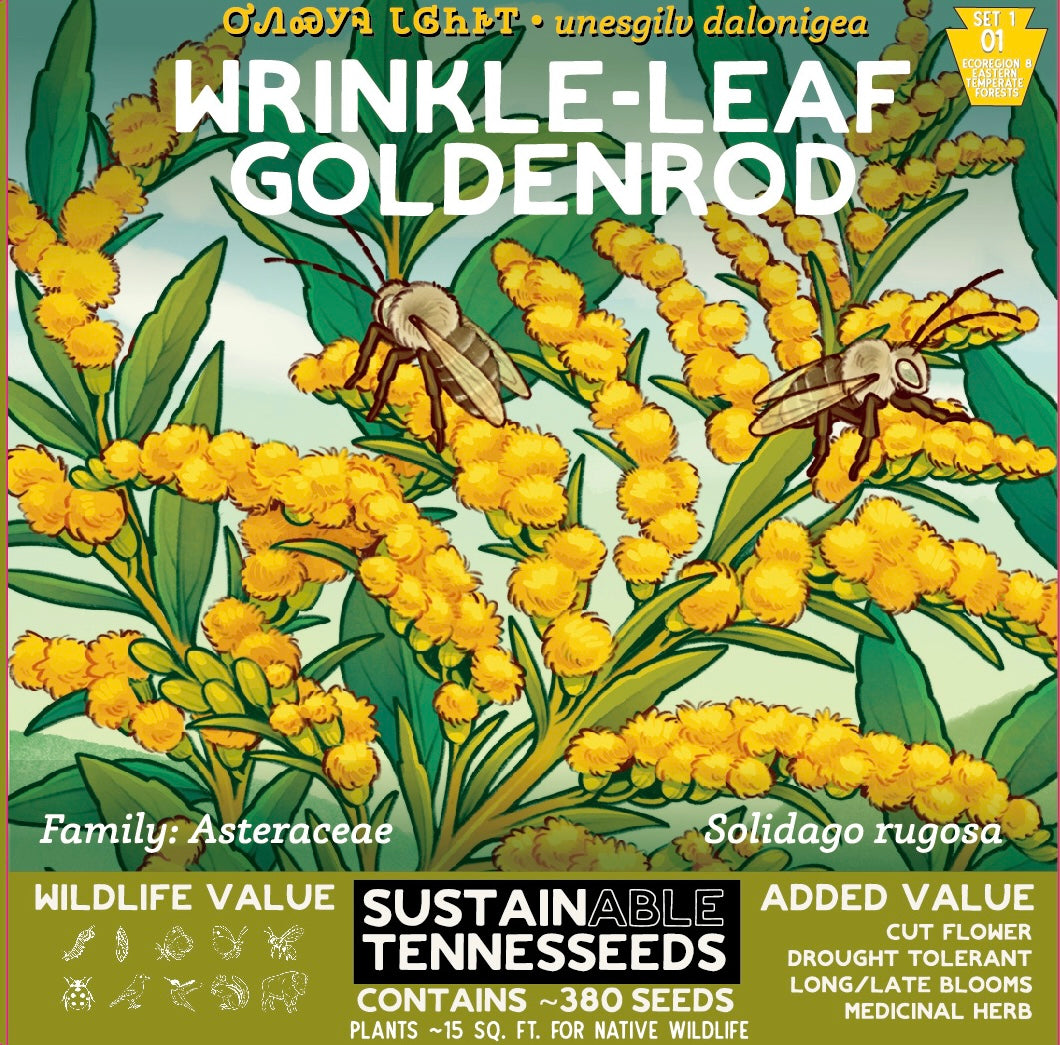 Wrinkle-Leaf Goldenrod