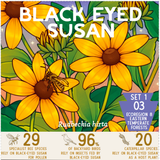 Black Eyed Susan Paper Pack