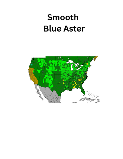 Smooth Blue Aster
