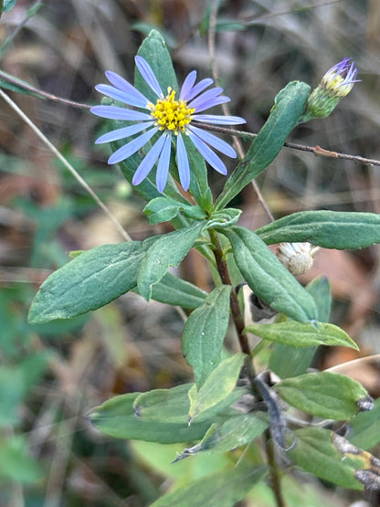 Smooth Blue Aster