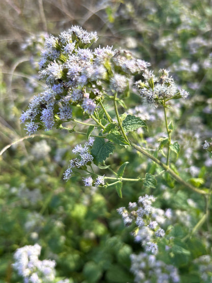 Boneset