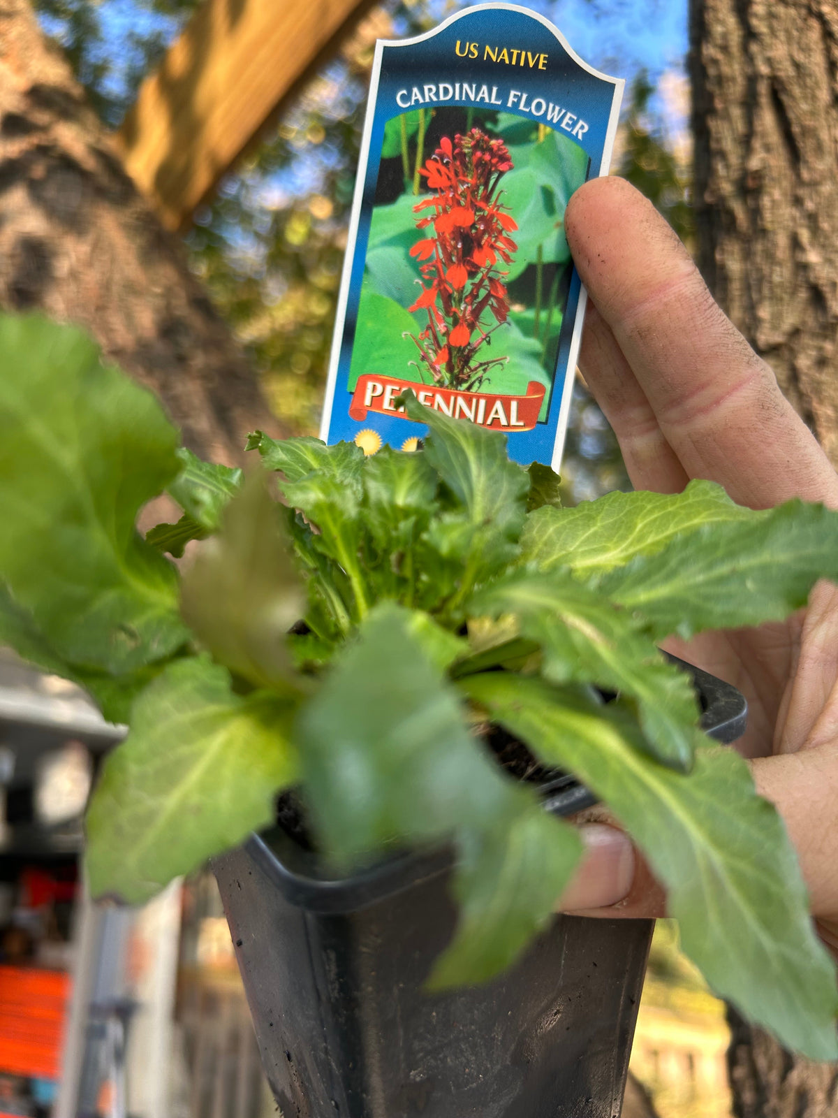 Native Plants Mix Bundle and Save
