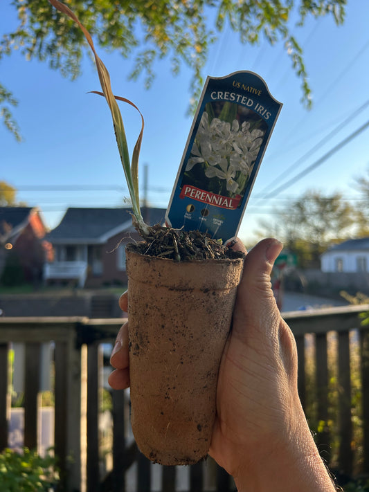 Crested Iris 'Tennessee White'