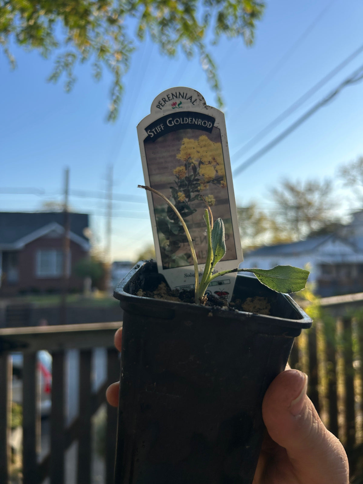 Native Plants Mix Bundle and Save