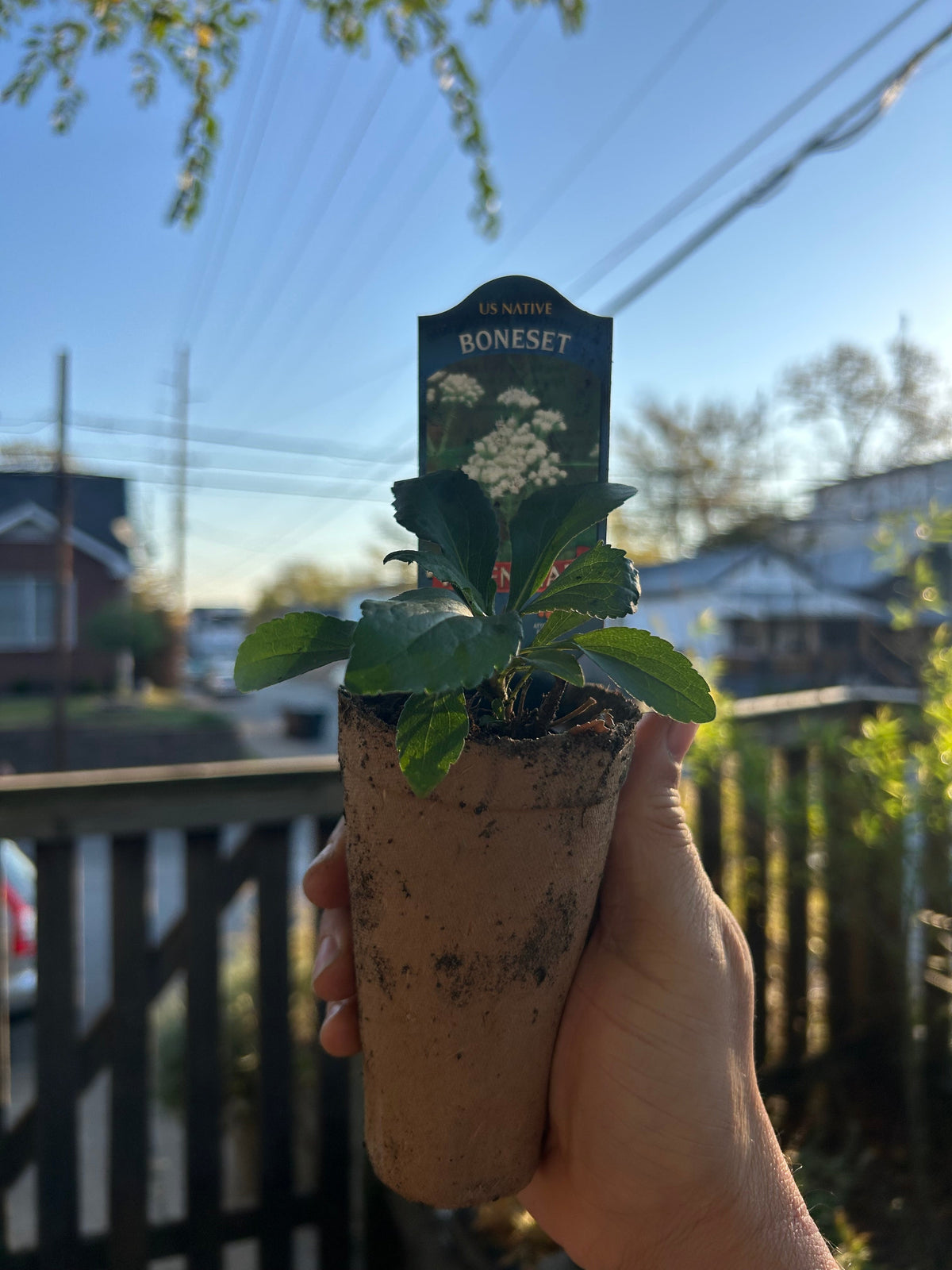 Native Plants Mix Bundle and Save