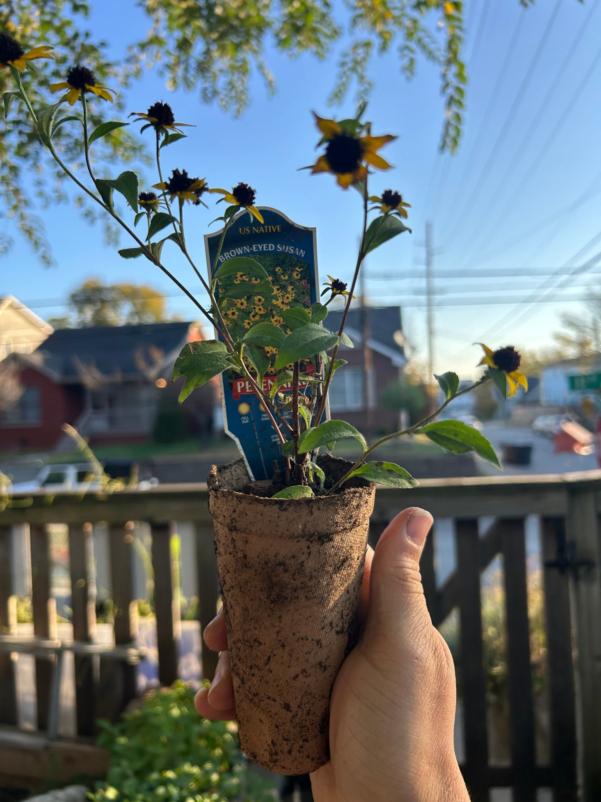 Native Plants Mix Bundle and Save
