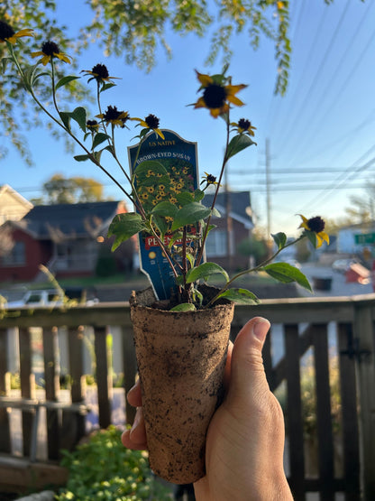 Native Plants Mix Bundle and Save