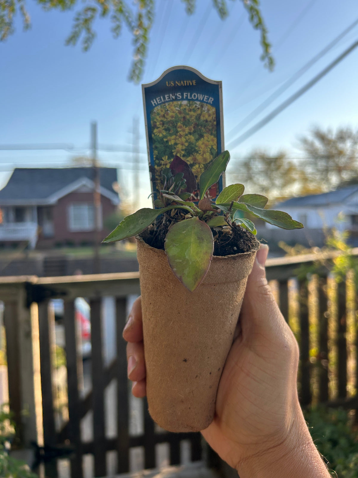 Native Plants Mix Bundle and Save