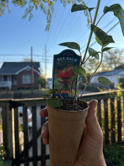 Native Plants Mix Bundle and Save