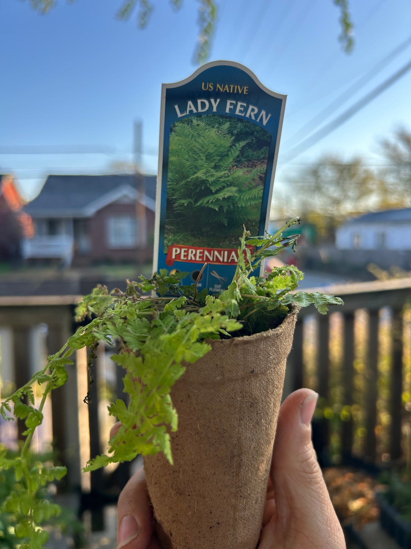 Lady Fern