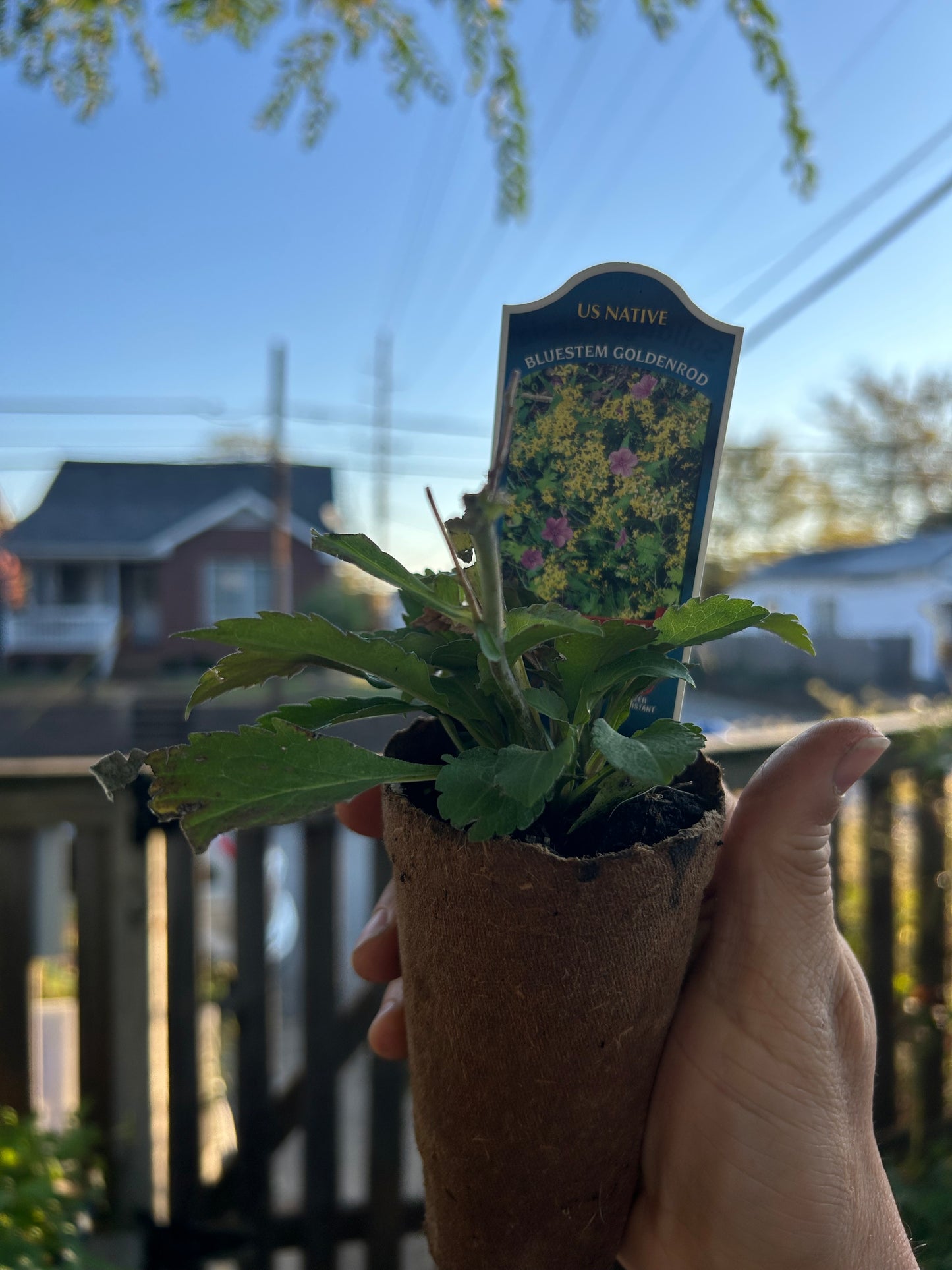 Blue Stemmed Goldenrod