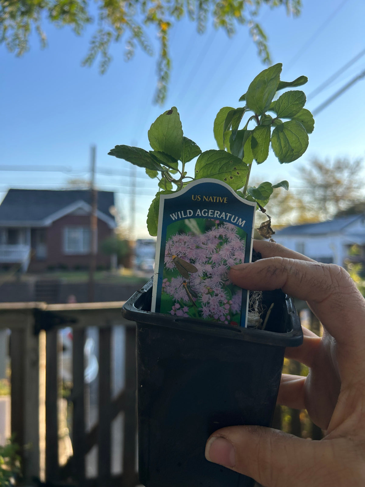 Native Plants Mix Bundle and Save