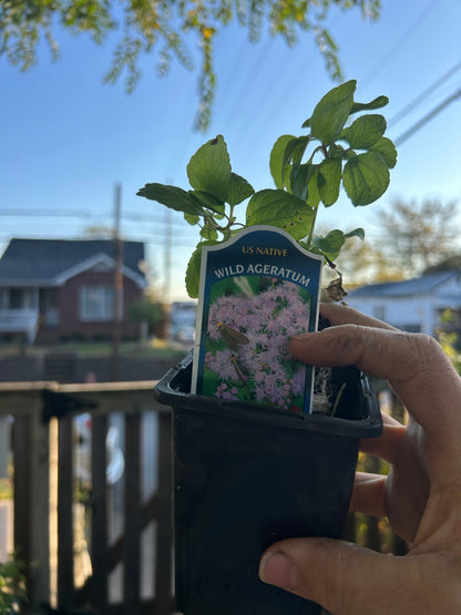 Native Plants Mix Bundle and Save