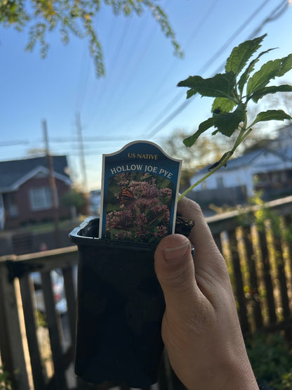 Native Plants Mix Bundle and Save