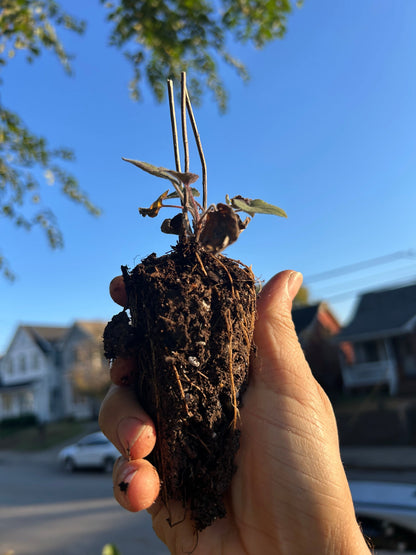 Native Plants Mix Bundle and Save