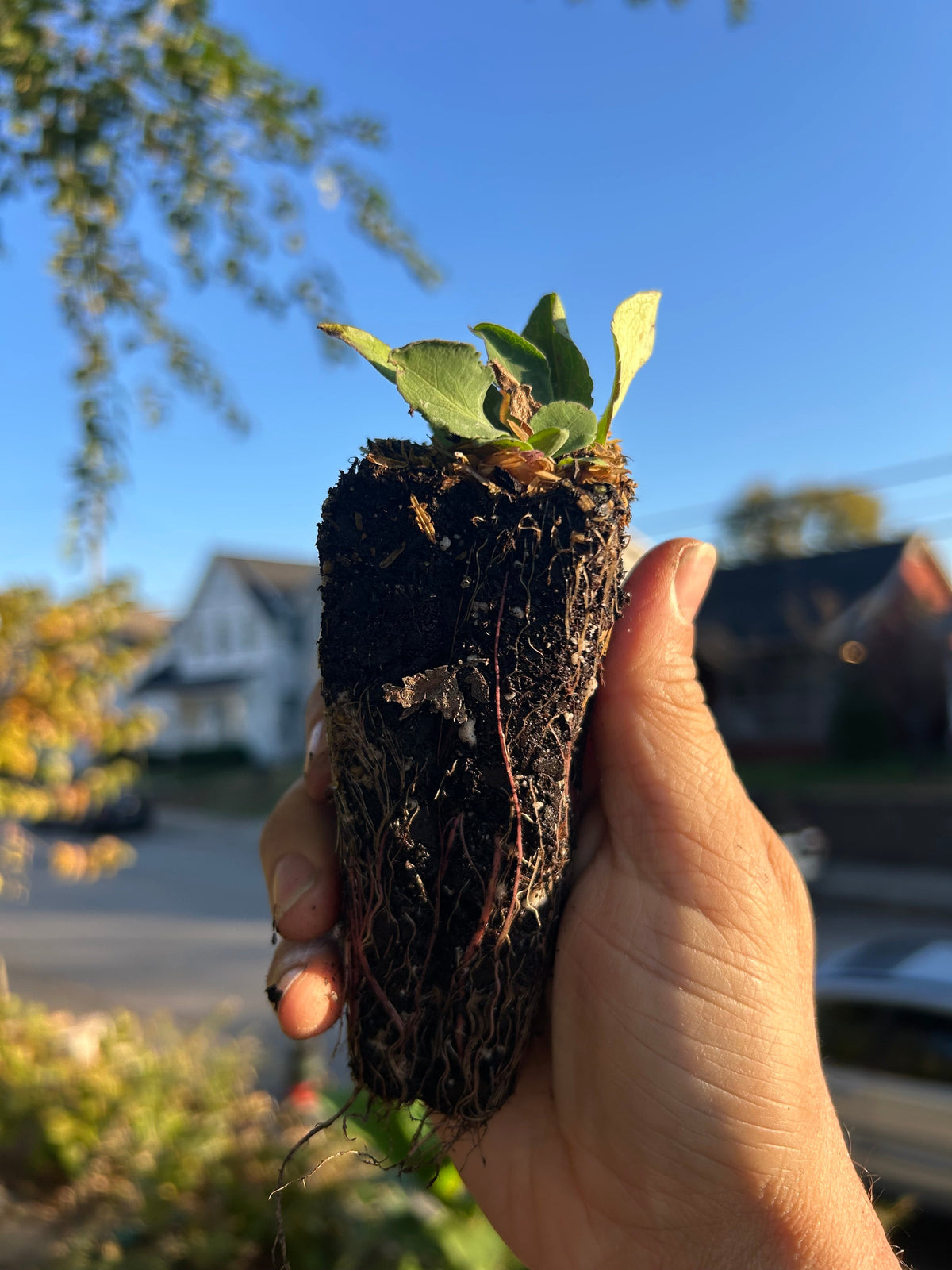 Native Plants Mix Bundle and Save