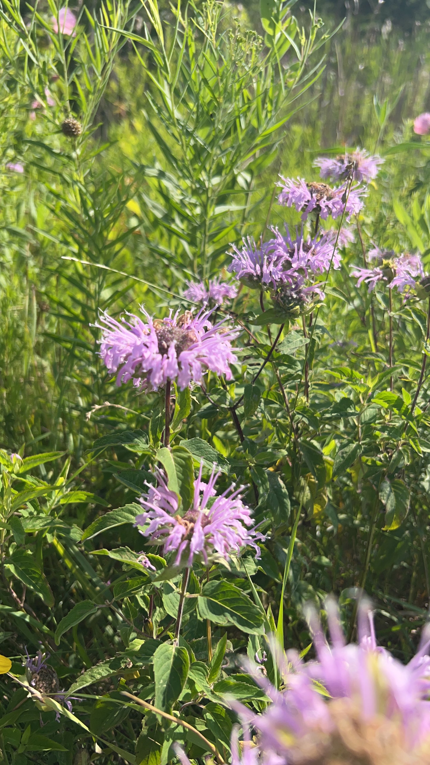 Wild Bergamot