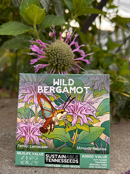 Wild Bergamot