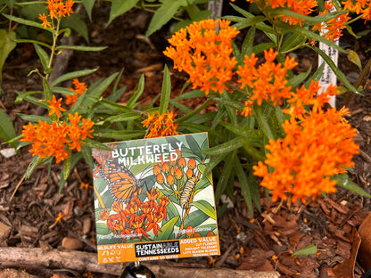 Butterfly Milkweed