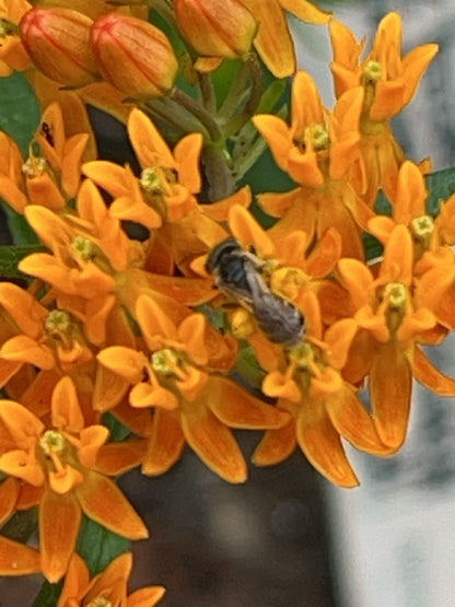 Butterfly Milkweed