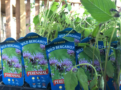 Wild Bergamot