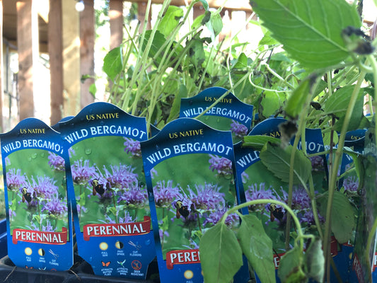 Wild Bergamot