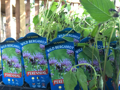 Native Plants Mix Bundle and Save