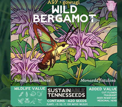Wild Bergamot