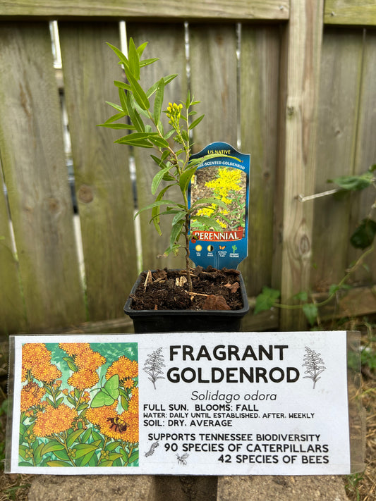 Fragrant Goldenrod Plug