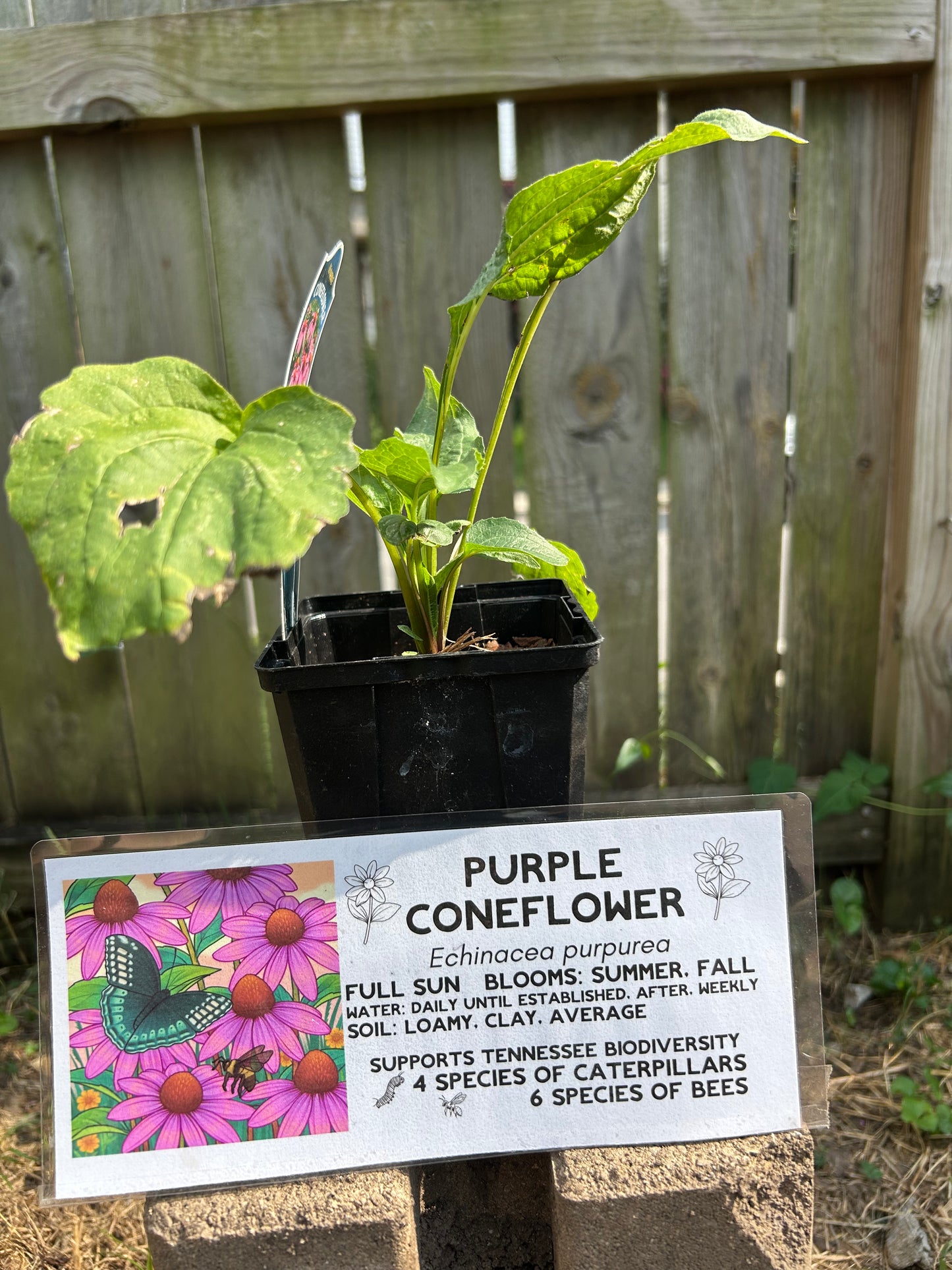 Purple Coneflower Plug
