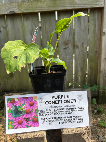 Native Plants Mix Bundle and Save