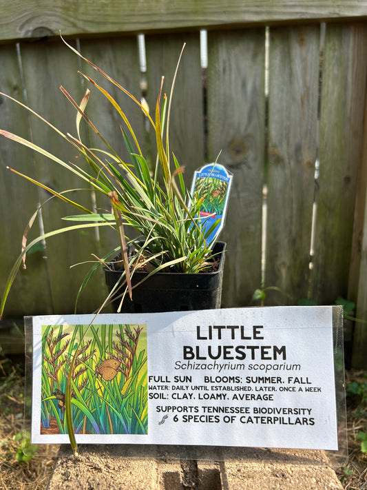 Little Bluestem Plug