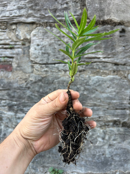 Butterfly Milkweed Plug