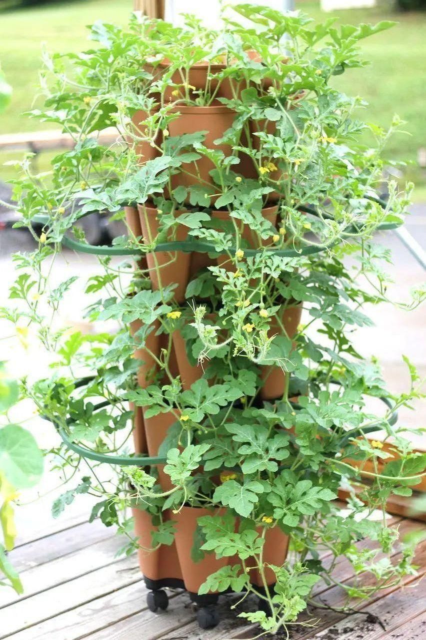 GreenStalk Garden Plant Support (Set of 3)