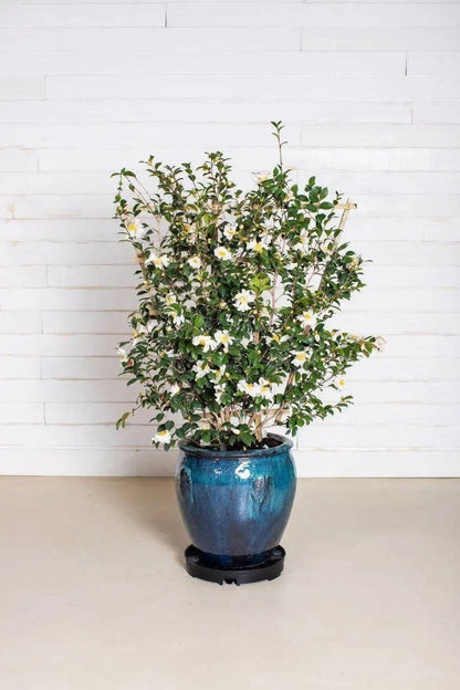 GreenStalk Garden Ultimate Spinner Base Only